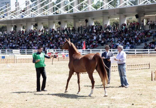 A  39ª Abanca Semana Verde acollerá o primeiro concurso morfolóxico internacional de cabalos árabes celebrado en Galicia